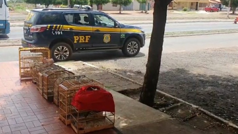 Pássaros apreendidos pela Polícia Rodoviária Federal do Piauí em Picos — Foto: ASCOM/PRF