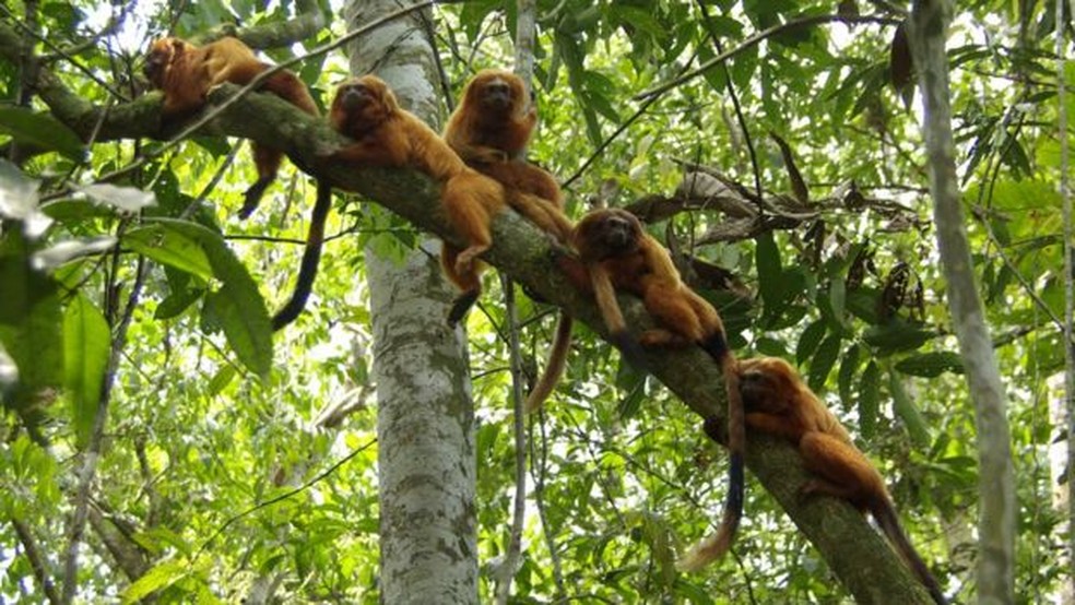 Importado por europeus, usado como animal de estimação e vítima de contrabando: trajetória do mico-leão-dourado tem sido de sufocos — Foto: DIVULGAÇÃO/AMLD/ANDRÉIA MARTINS