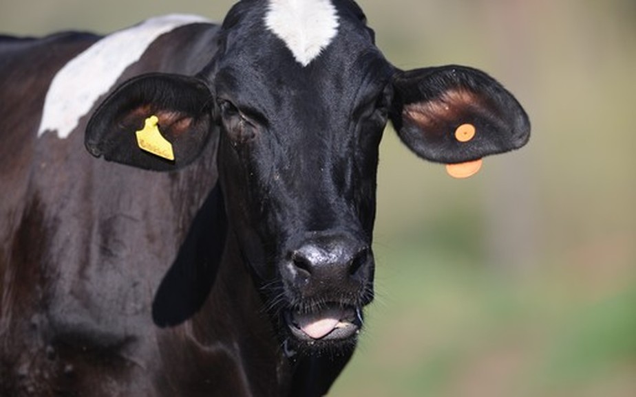 A vaca infectada nunca entrou nos canais de abate e não oferece riscos ao sistema alimentar norte-americano, segundo o USDA
