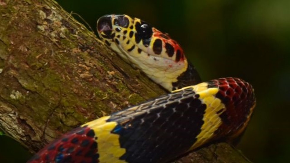 Acreditava-se que a cobra Rhinobothryum bovallii estava extinta em Honduras desde 1965 — Foto: BBC