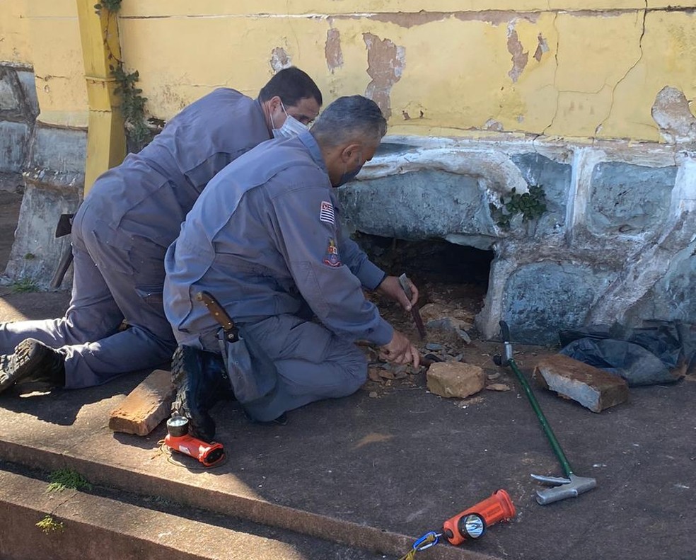Bombeiros resgataram filhotes de cães presos em vão de prédio em Avaré (SP) — Foto: Corpo de Bombeiros/Divulgação
