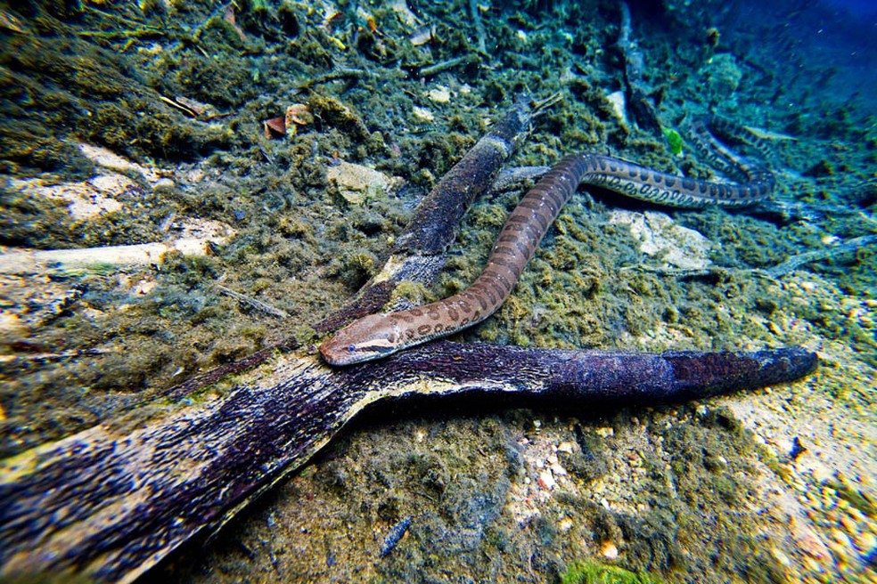 Grandes, lentas e grossas, sucuris são quase “dinossauros” ainda vivos; animal também é conhecido como anaconda — Foto: Arquivo TG