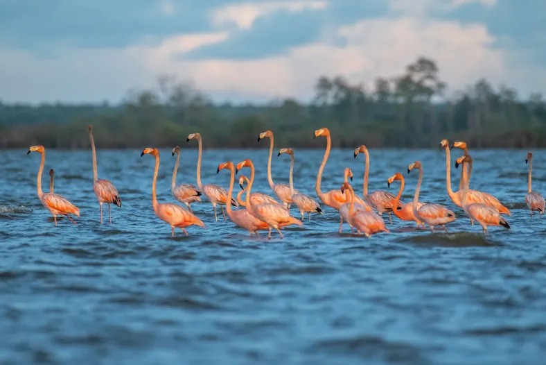 Bandos de flamingos (Phoenicopterus ruber) forram o lago Bonome, no Amapá (Foto: André Dib)
