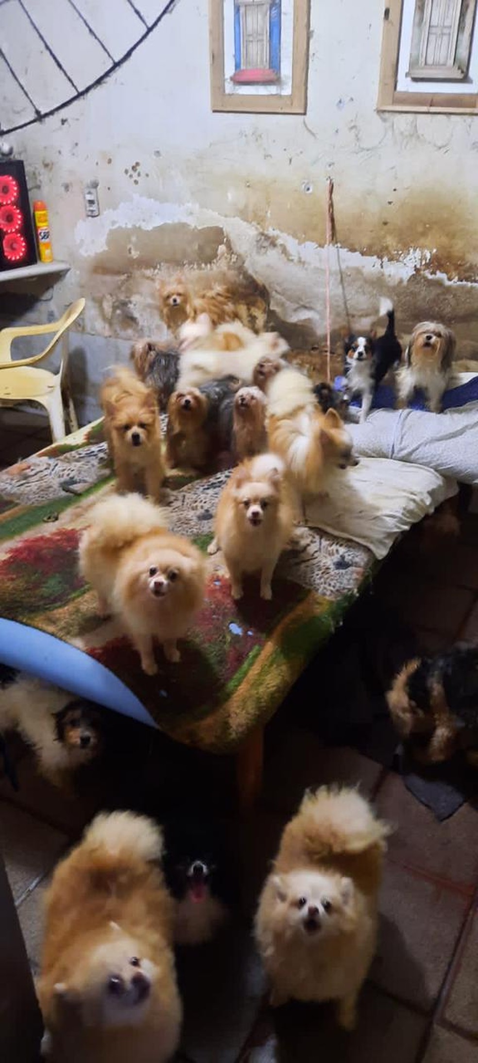 Polícia encontrou cães em situação de maus-tratos em casa de Itajaí — Foto: PMSC/ Divulgação