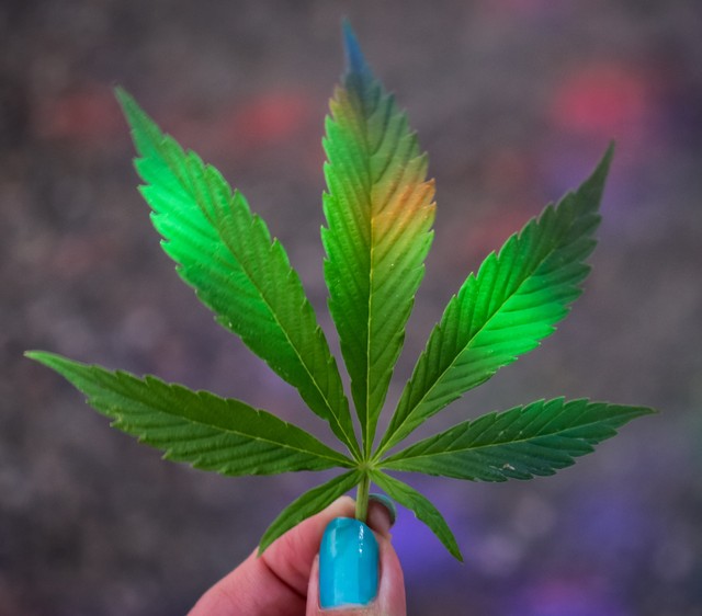 Pessoa segura a folha de um pé de maconha — Foto: Kym MacKinnon/Unsplash