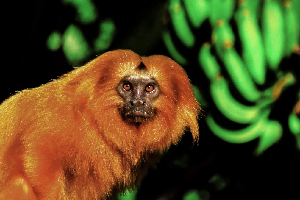 Área de Proteção Ambiental Rio São Joao é o berço dos micos-leões-dourados no RJ — Foto: Luiz Thiago de Jezus