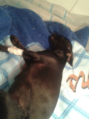 Cachorrinha pinscher é encontrada com couro arrancado e patas quebradas (Foto: Arquivo Pessoal/Simona Zain)