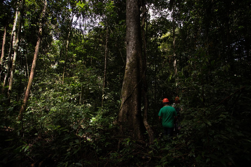 Funcionários da cooperativa que realiza a extração do óleo de copaíba caminham por mata fechada dentro da Floresta Nacional do Tapajós, na Amazônia — Foto: Marcelo Brandt/G1
