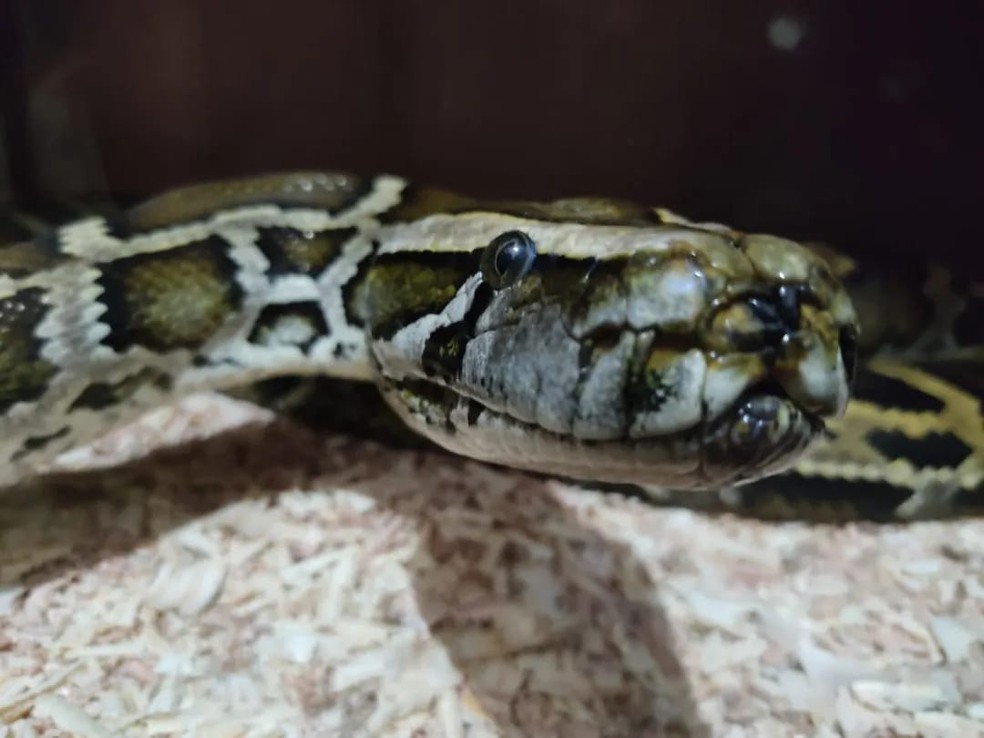 Cobras encontradas em casa de SC — Foto: PMA/Divulgação