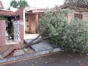 Vendaval derrubou árvore no Jardim Industrial em Ourinhos (Foto: Divulgação/Juliana Rodrigues)