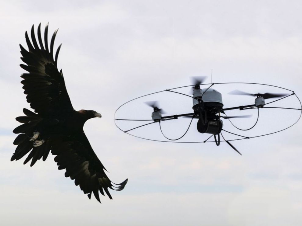 Águias conseguem abater drones pequenos com facilidade (Foto: Creative Commons/Don Davis)