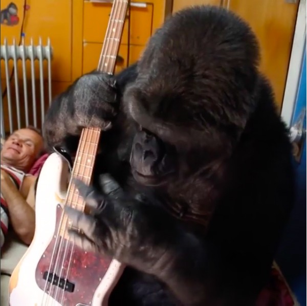 O músico Flea, do Red Hot Chili Peppers, ao lado da gorila Koko (Foto: Instagram)