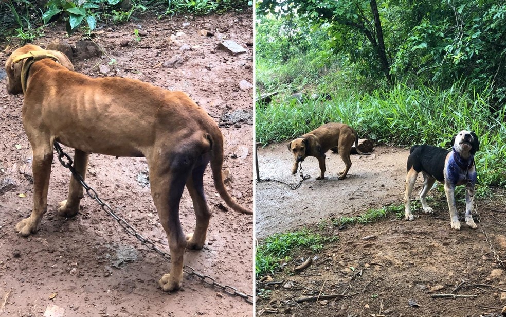 Polícia encontra três cães carbonizados e resgata outros 30 com sinais de maus-tratos em chácara de Anápolis  — Foto: Polícia Civil/Divulgação