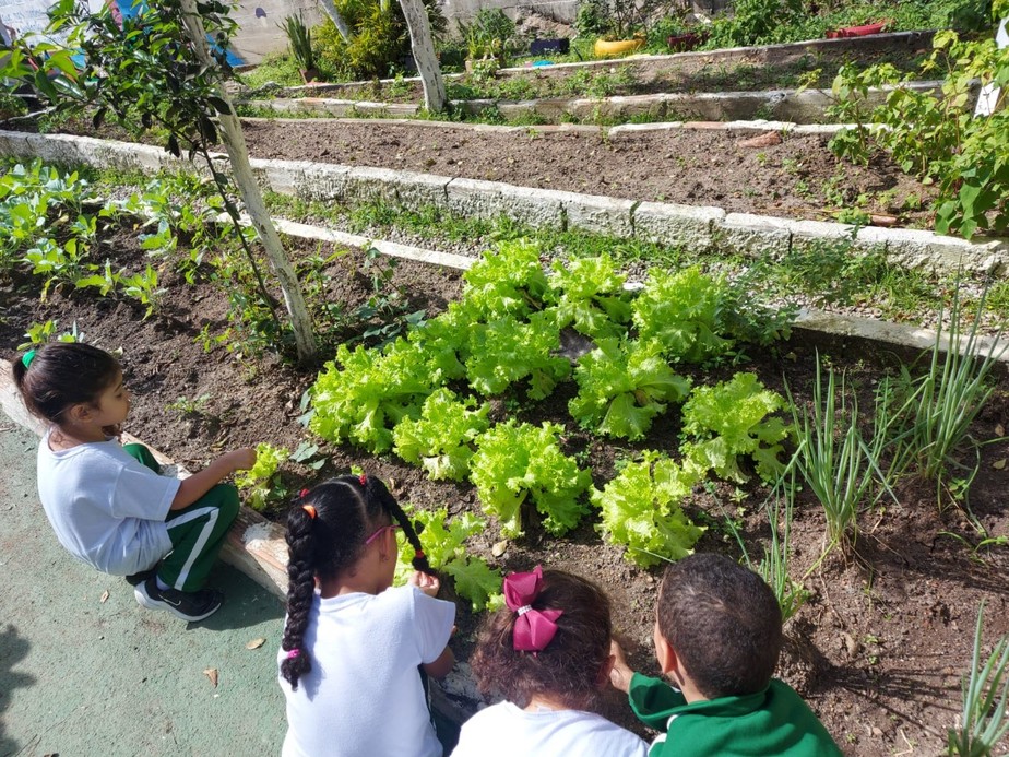 Verde. Pequenos aprendem a cuidar da horta e a ter uma alimentação saudável