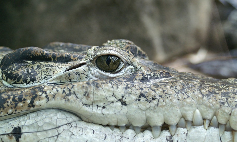 Estudo mostra que crocodilos pré-históricos eram vegetarianos (Foto: Pixabay)