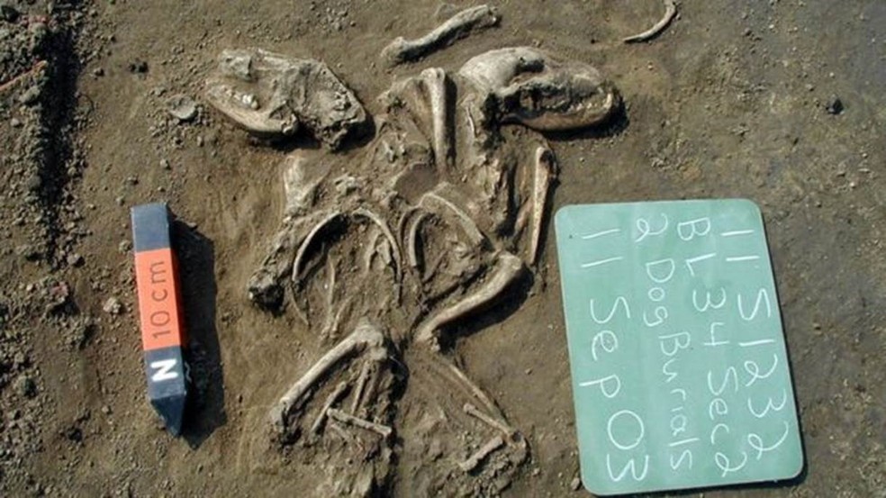 Os cães ancestrais americanos podem ter sido extintos por pestes trazidas por europeus com seus cachorros (Foto: Illinois State Archaeological Survey)