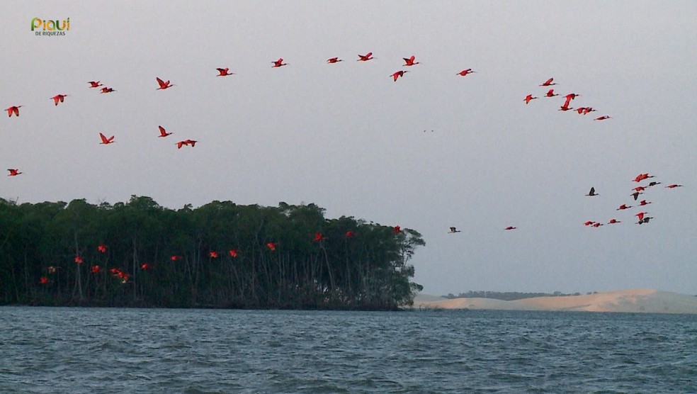 Revoada dos guarás no Delta do Parnaíba — Foto: Reprodução/TV Clube