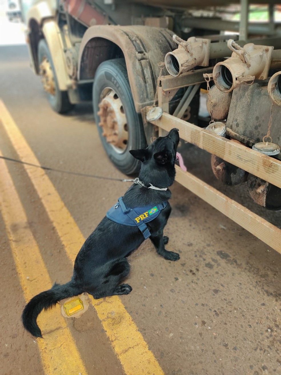 Durante a vistoria, os cães do GOC (Grupo de Operações com Cães ), K9 Thor e K9 Amélia, indicaram a presença de drogas dentro do compartimento de carga. — Foto: PRF