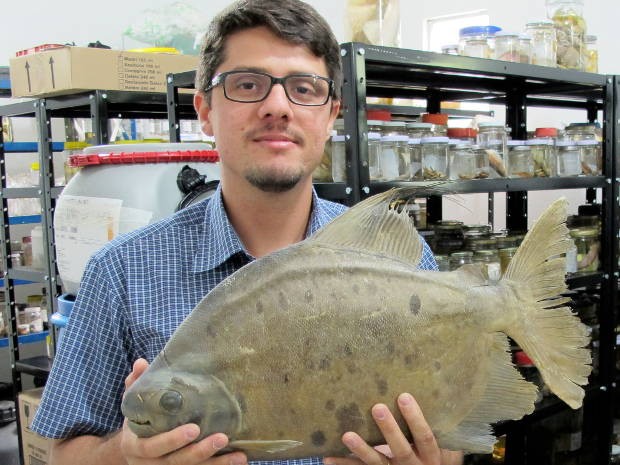 O engenheiro de pesca Marcelo Andrade com a piranha vegetariana descoberta no rio Trombetas, oeste do Pará (Foto: Tommaso Giarrizzo/ Arquivo pessoal)