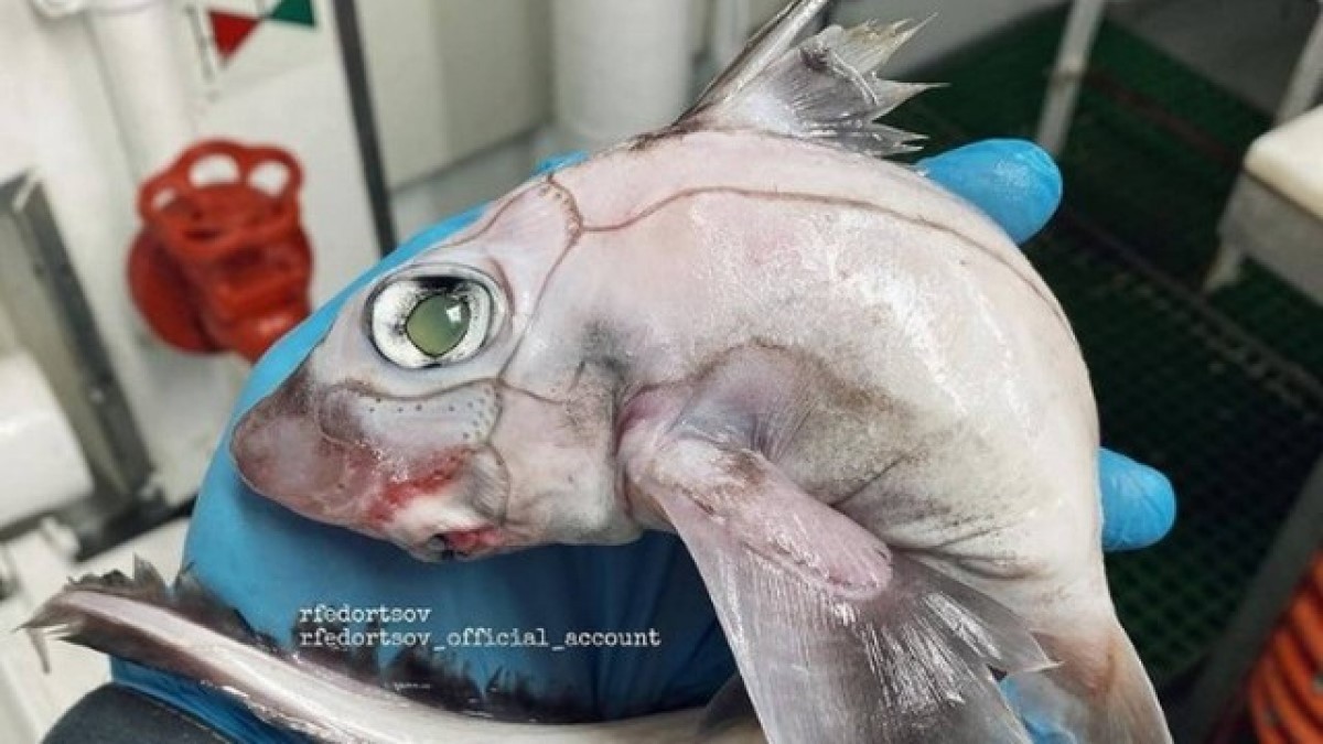 O peixe-frankenstein características físicas exóticas, como linhas irregulares ao longo do corpo e olhos grandes (Foto: Instagram/ @rfedortsov_official_account/ Reprodução)