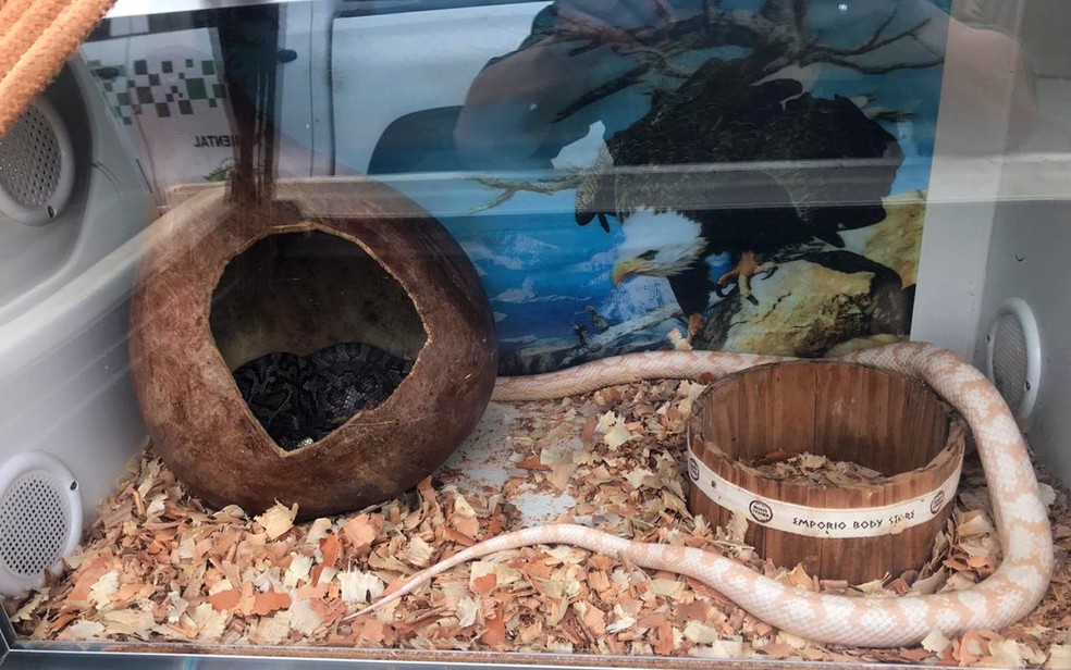 Cobras exóticas são apreendidas pela Polícia Ambiental em casa de Franca (SP) — Foto: Polícia Ambiental/Divulgação