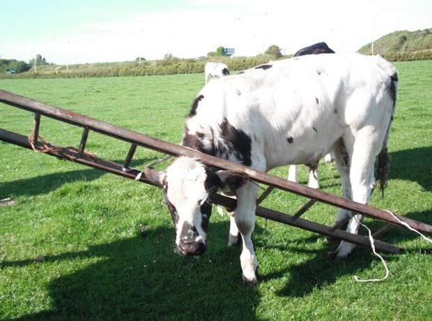 Em 2011, agentes da Sociedade para Prevenção da Crueldade contra Animais (SPCA) da Escócia resgataram uma vaca que foi encontrada com a cabeça entalada em uma escada em uma fazenda em Troon, Ayrshire (Foto: Divulgação/SPCA)