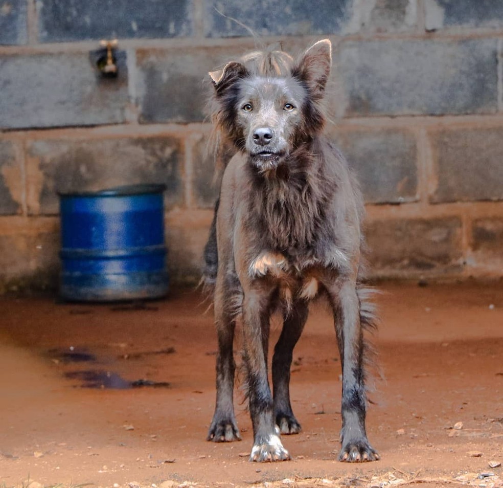 Cão disponível para adoção em Formiga — Foto: Codevida/Divulgação