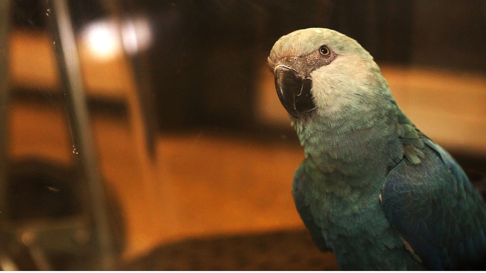 Apenas 11 ararinhas-azuis estão registradas no Brasil (Foto: Divulgação SAVE Brasil)