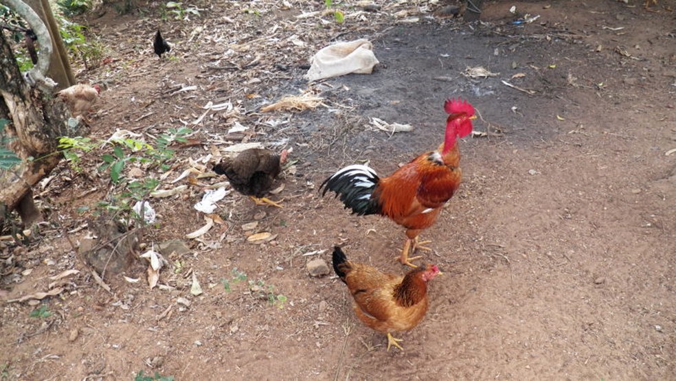 Cabeça de galinha caipira custa R$ 20,00 Jaru e R$ 22,50 em Vilhena (Foto: Jaime Mendes/Arquivo Pessoal)