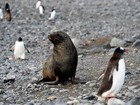 Pinguins famintos saem à caça do escasso krill antártico
