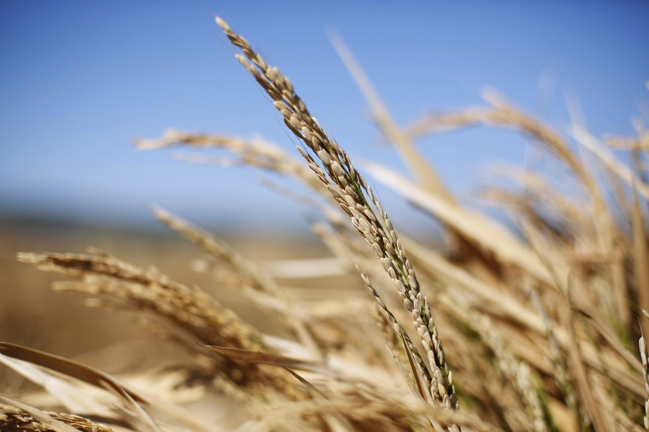Índia tenta conter alta de preços locais de trigo. País é o segundo maior consumidor mundial