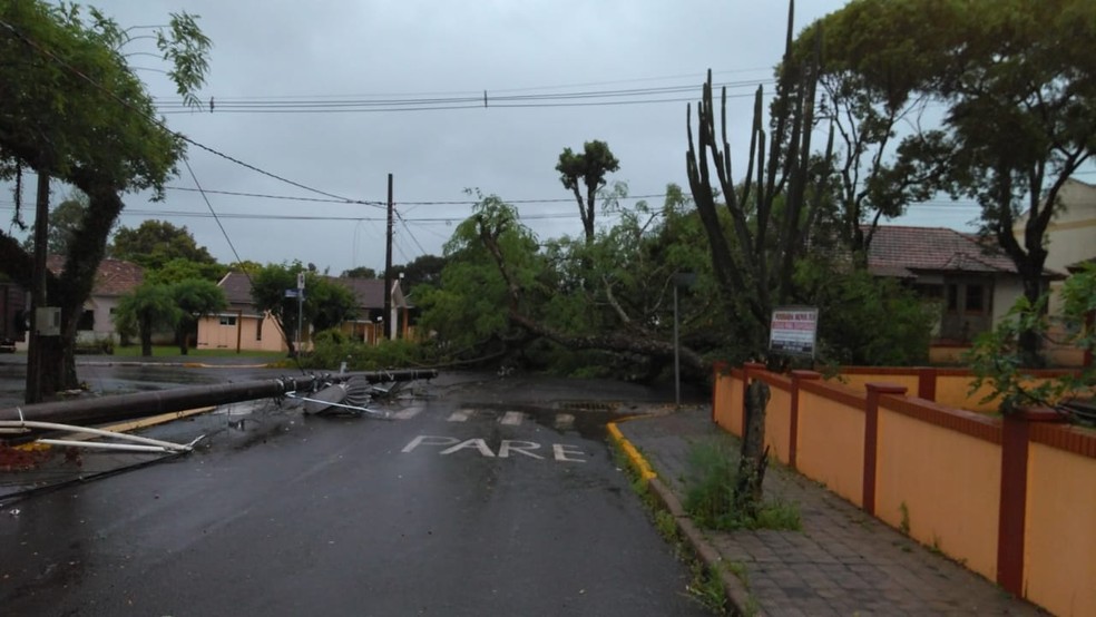 Xaxim registrou queda de árvores nesta quarta-feira — Foto: Defesa Civil/Divulgação
