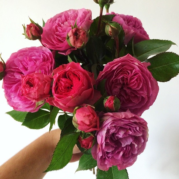 Como manter as rosas em vasos vivas por mais tempo (Foto: Secreta Flores/ Divulgação)