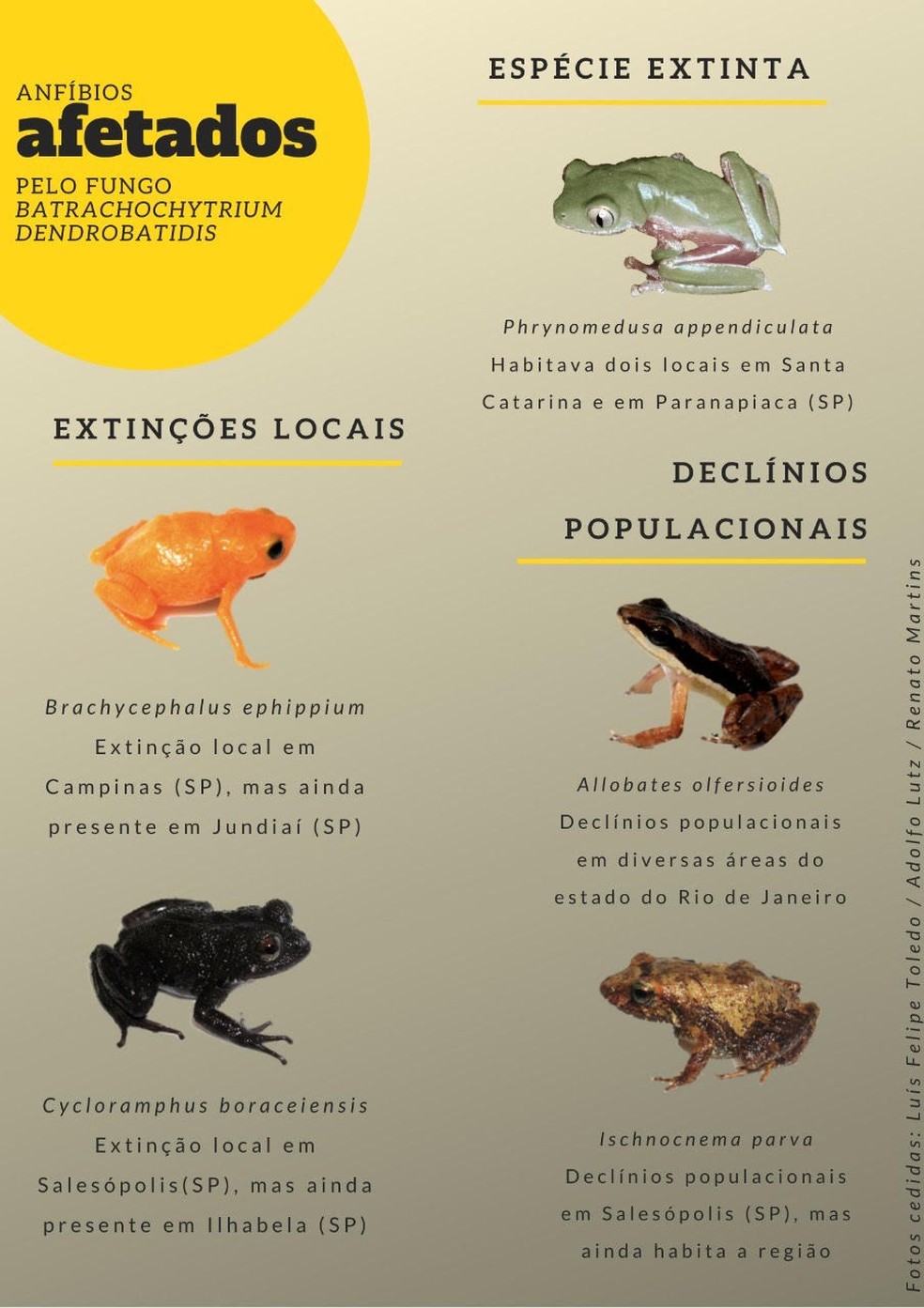 O que estudos com sapos têm a ver com o coronavírus? | Terra da Gente | G1