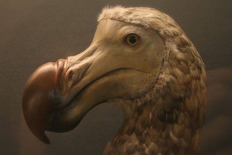 O dodô é o animal que inspirou o oraqui-oralá (Foto: Flickr/ Via Tsuji/ CreativeCommons)