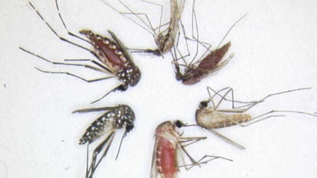 Testes mostraram que os compostos obtidos repeliram os insetos de forma tão efetiva quanto os repelentes comerciais à base de DEET e picaridina (Foto: MAYUR KUMAR KAJLA, UNIVERSITY OF WISCONSIN-MADISON (via BBC))