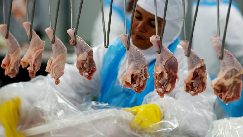 frigorifico-aves-frango-galinha (Foto: Globo Rural)