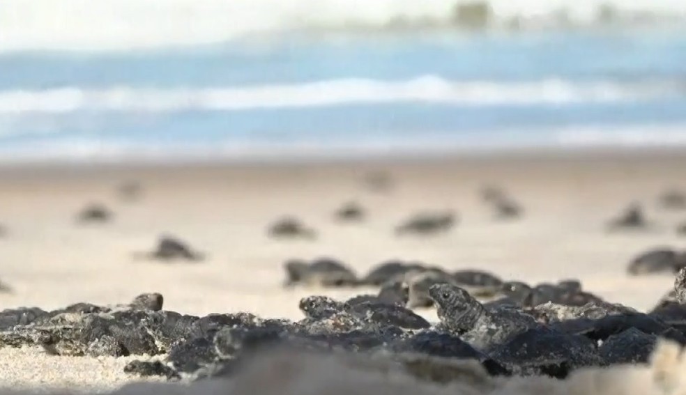 Tartarugas foram soltas no litoral do RN — Foto: Tom Guedes/Inter TV Cabugi