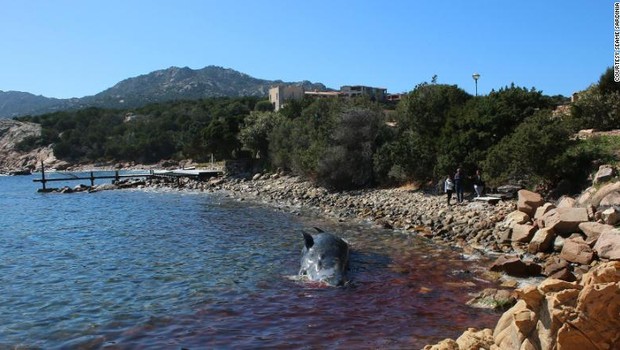 Baleia foi achada em Porto Cervo, uma praia turística da costa italiana (Foto: Cortesia/Seame Sardinia)