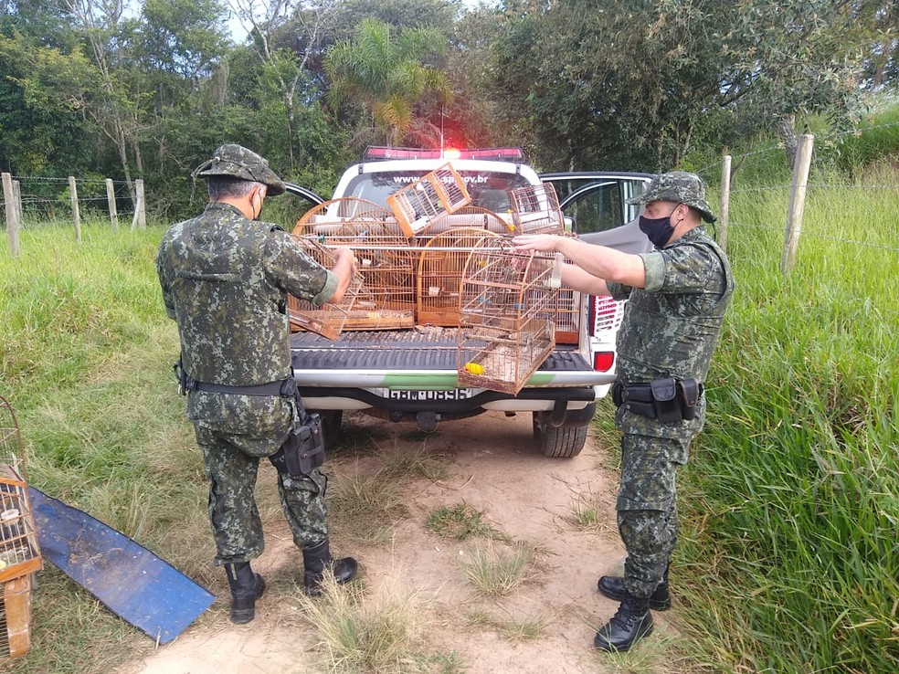 Mais de 10 aves nativas são devolvidas à natureza em Itapetininga  — Foto: Polícia Militar Ambiental/Divulgação