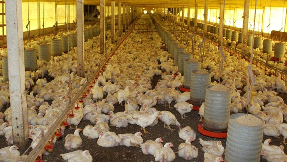 Volume exportado de carne de frango em abril foi de 435,1 mi ltoneladas. Receita subiu 2,3%, para US$ 840,3 milhões