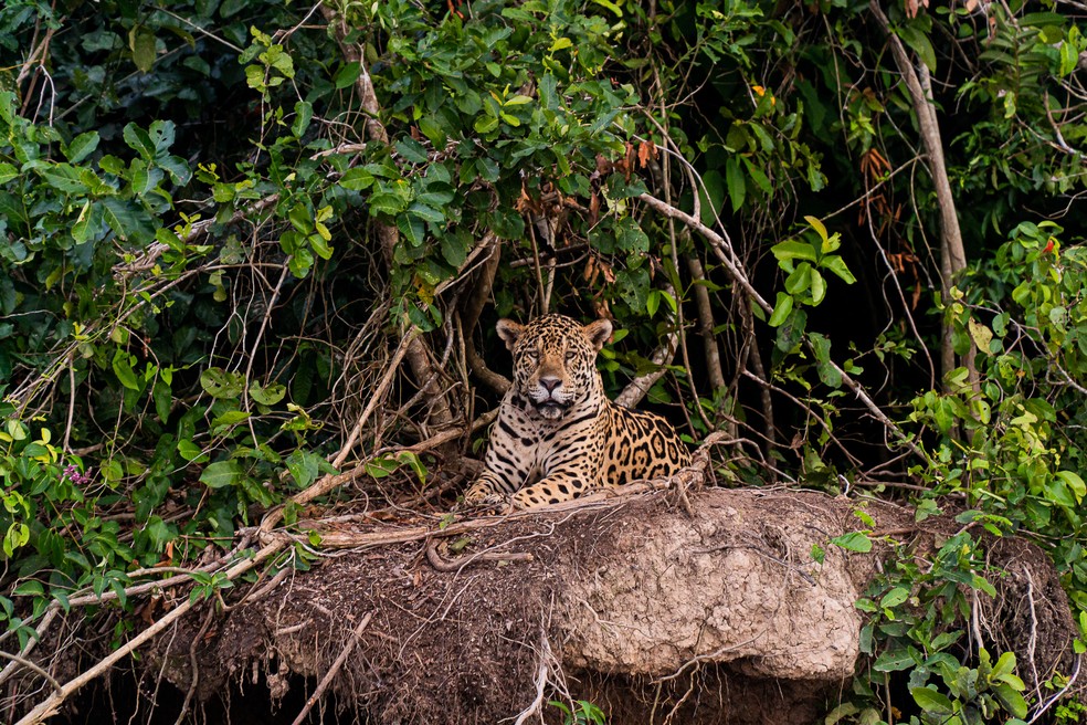 A onça-pintada Juru descansa em um barrando no Parque Estadual Encontro das Águas — Foto: Eduardo Palacio/G1