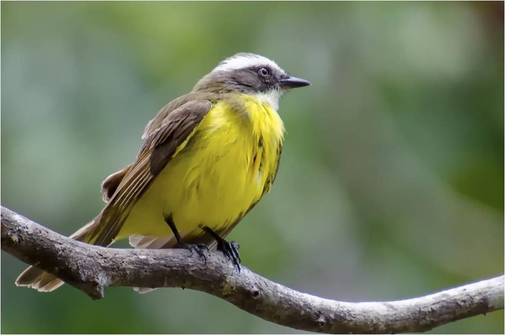 Bentevizinho-de-penacho-vermelho pesa entre 24 e 27 gramas (Foto: Alexandre Carvalho/VC no TG)
