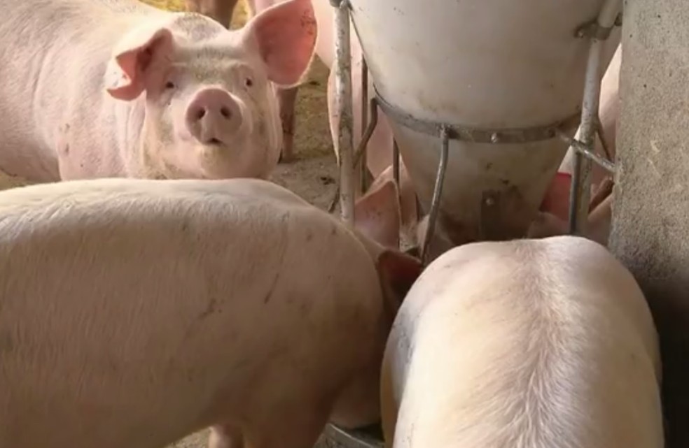 Quilo de carne suíno custa em Jaru R$8,00 (Foto: Reprodução/RPC)