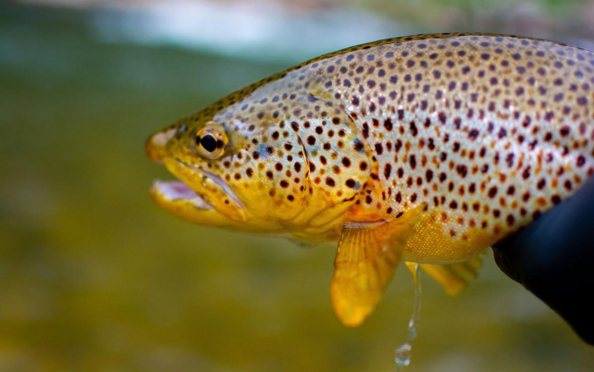 Os peixes que estão se viciando em drogas ilegais | Mundo
