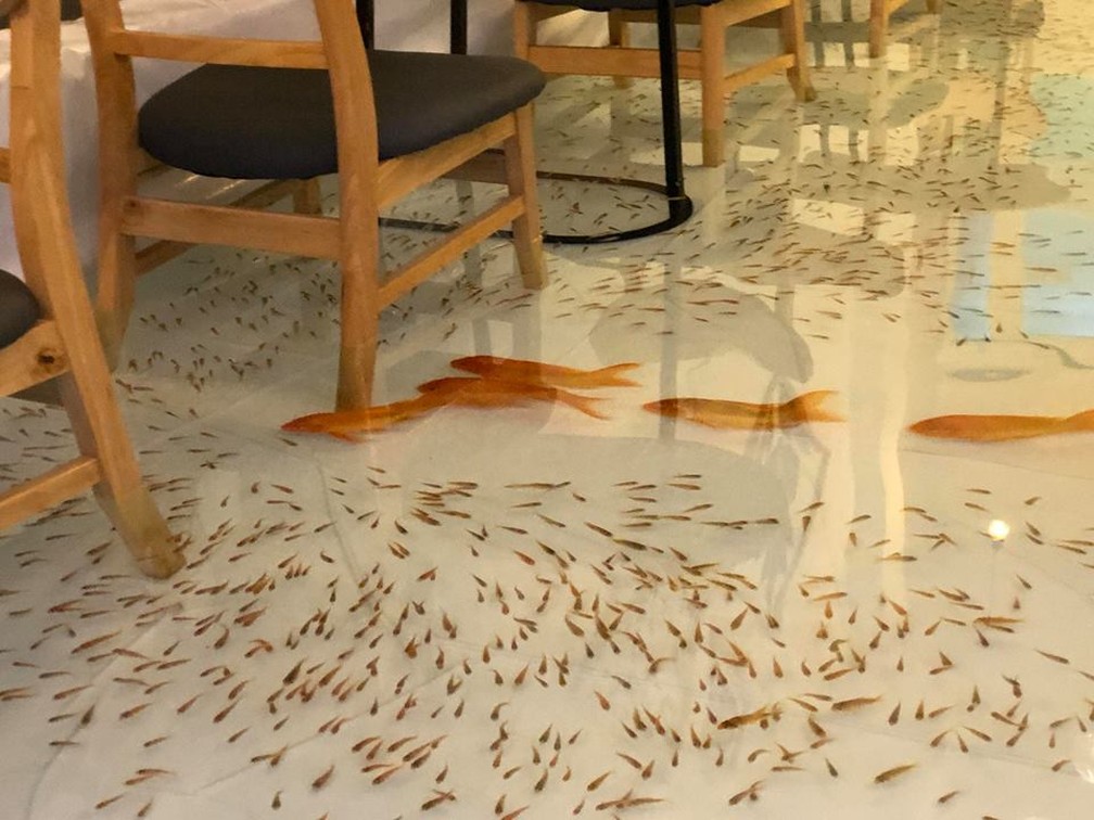 Cafeteria Amix tem peixes passendo pelo salão (Foto: Divulgação)