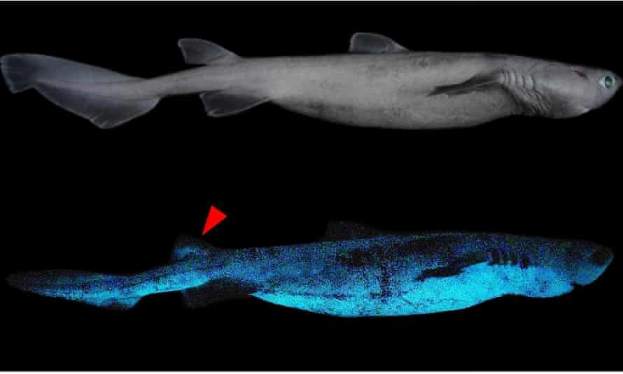 Cientistas identificaram três tubarões com bioluminescência  (Foto: Divulgação/Jérôme Mallefet/Frontiers in Marine Science)