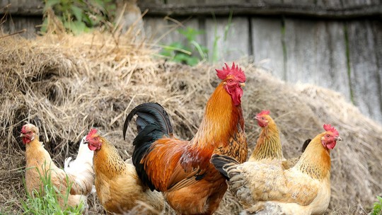 Gripe aviária: 4 perguntas para entender por que ela é uma emergência