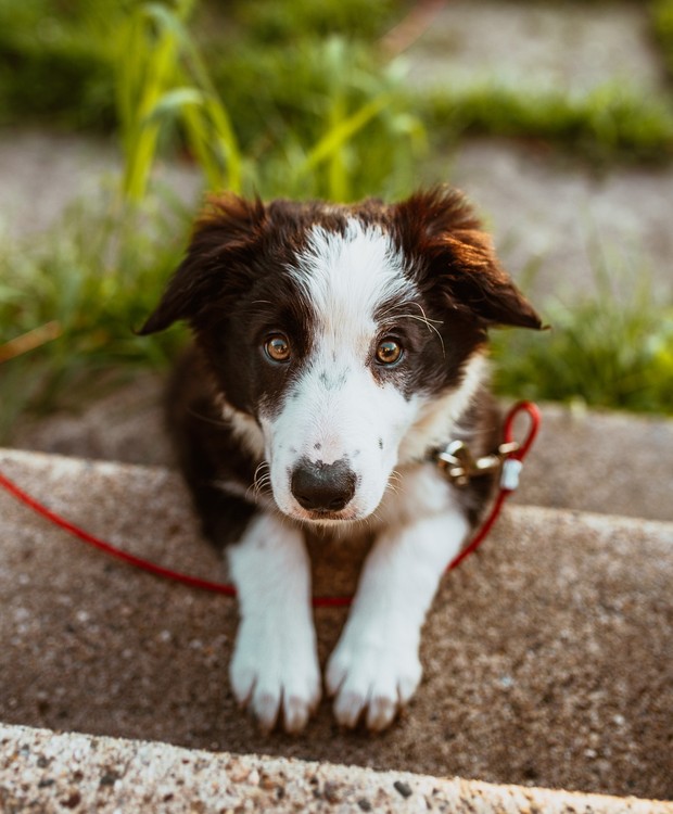 Cachorro e calor: uma combinação que pede atenção redobrada (Foto: Pexels/Josh Hild/ Creative Commons)