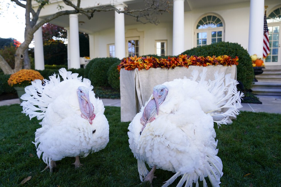 Perus Peanut Butter e Jelly, perdoados na Casa Branca na sexta (19) antes do Dia de Ação de Graças — Foto: Susan Walsh/AP Photo